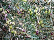 olive 3